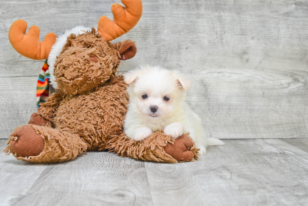 Maltipom Pup Being Cute