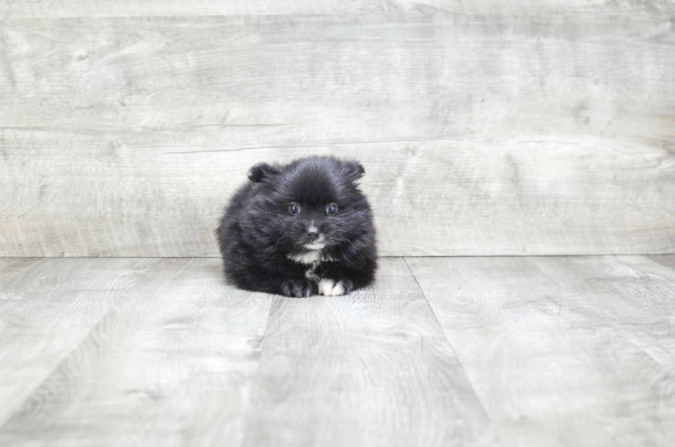 Pomeranian Pup Being Cute