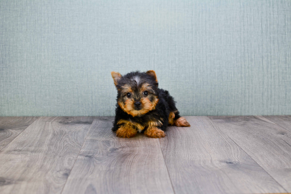 Meet Rascal - our Yorkshire Terrier Puppy Photo 