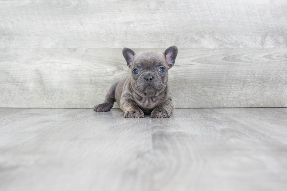 Fluffy Frenchie Purebred Puppy