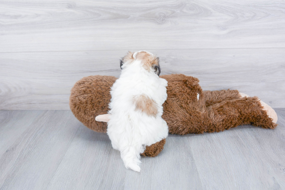 Popular Teddy Bear Designer Pup