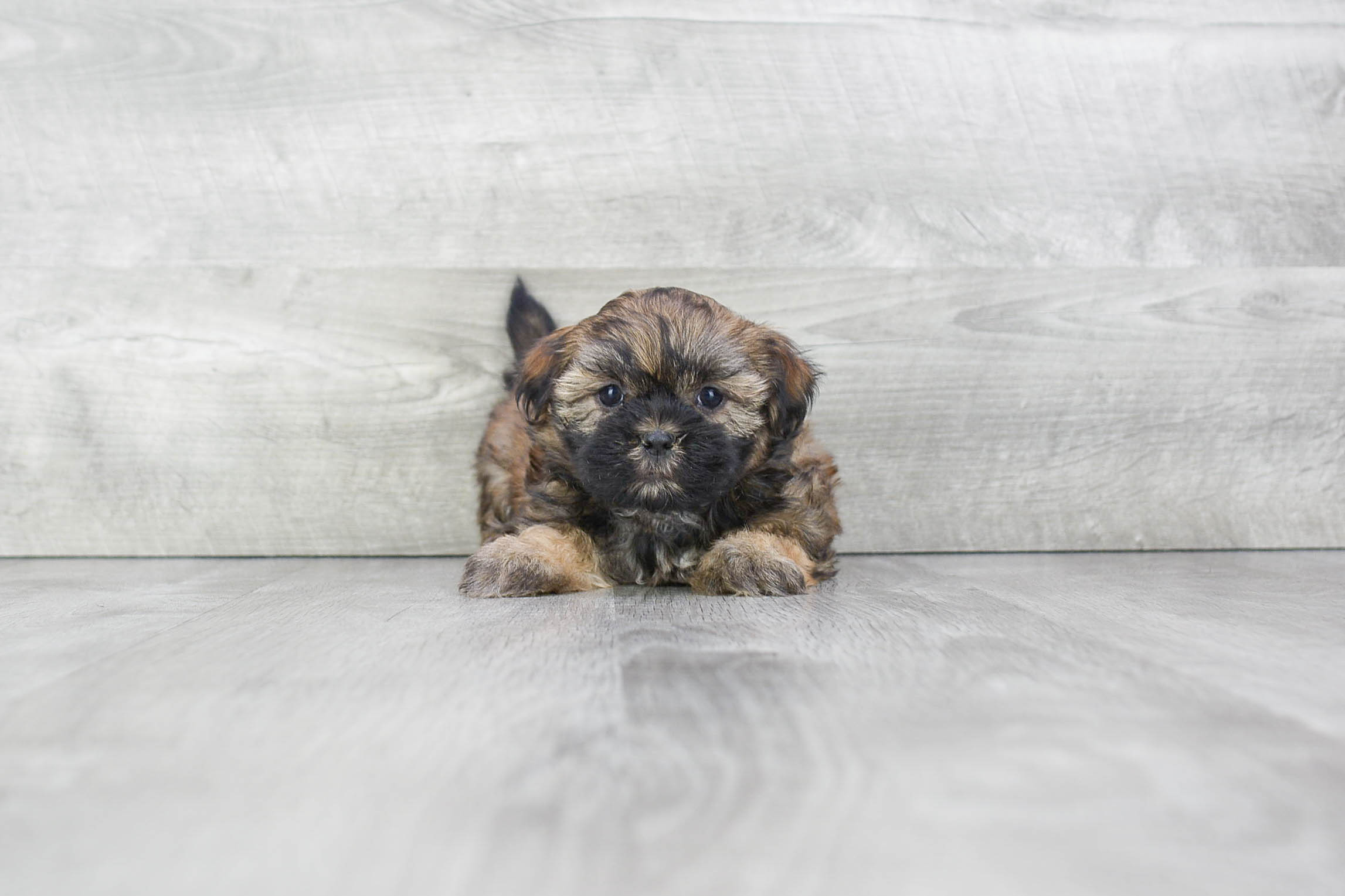 Teddy Bear Puppy for Adoption