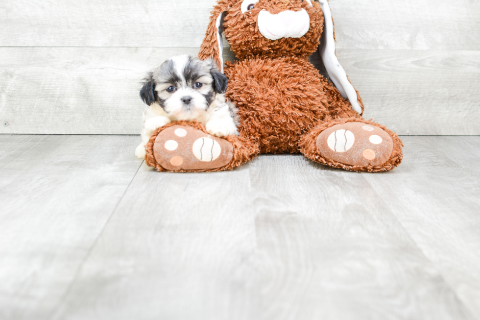 Best Teddy Bear Baby