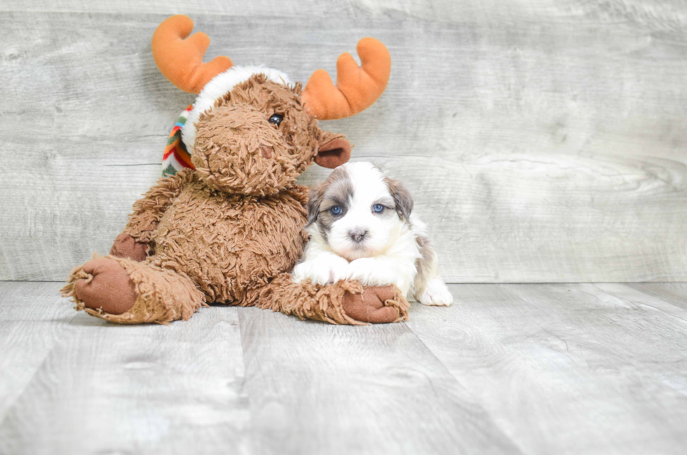 Teddy Bear Pup Being Cute