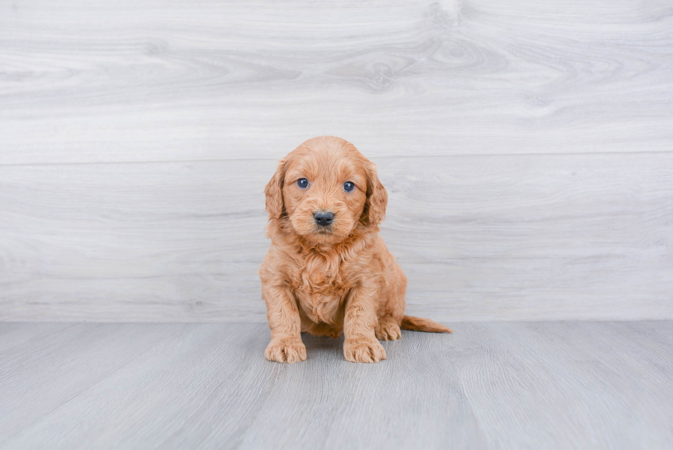 Friendly Mini Goldendoodle Baby