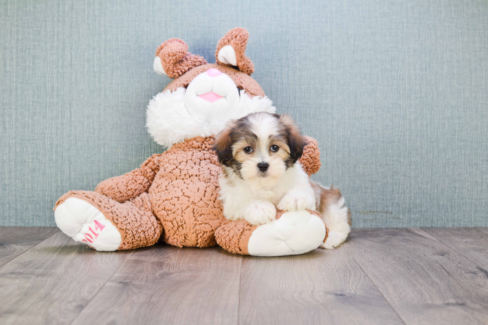 Popular Teddy Bear Designer Pup