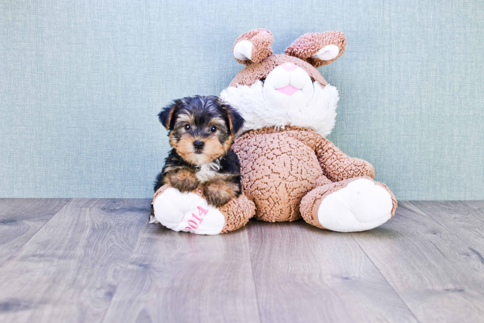 Meet Timmy - our Yorkshire Terrier Puppy Photo 