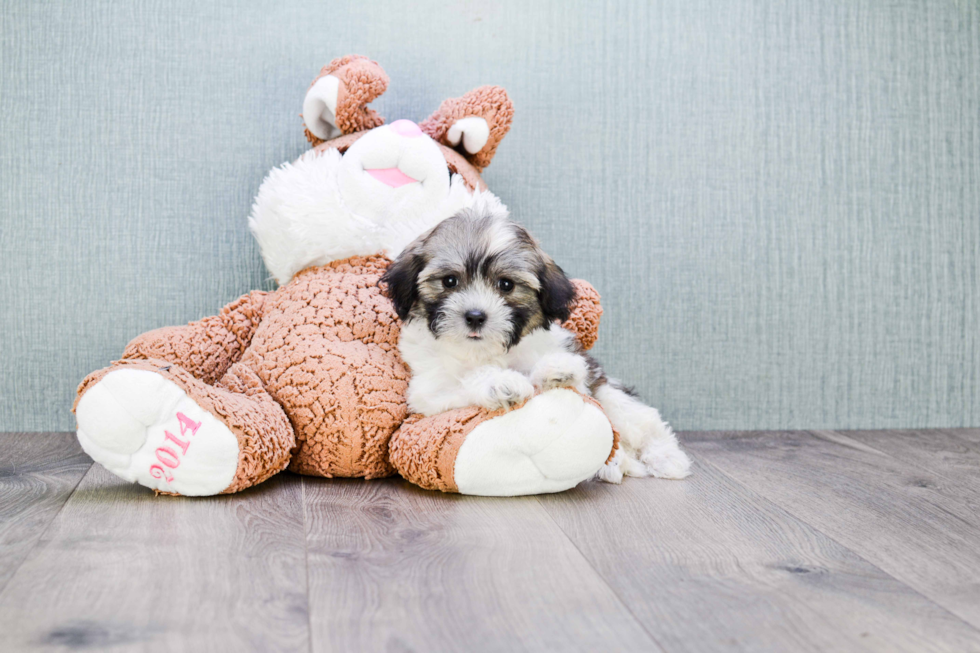 Teddy Bear Pup Being Cute