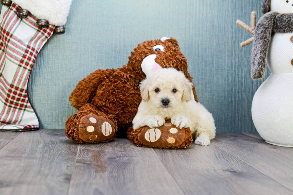Funny Maltipoo Poodle Mix Pup