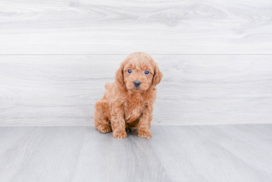 Mini Goldendoodle Puppy for Adoption