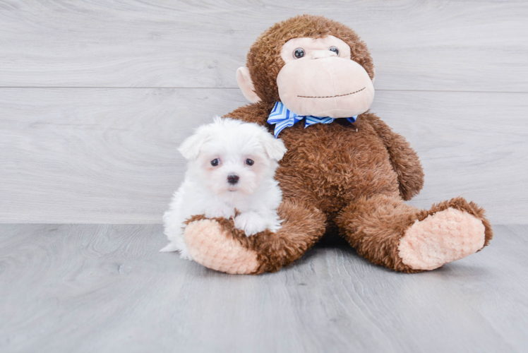 Funny Maltese Purebred Pup