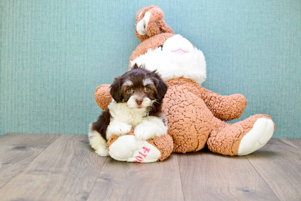 Meet Coco - our Havanese Puppy Photo 