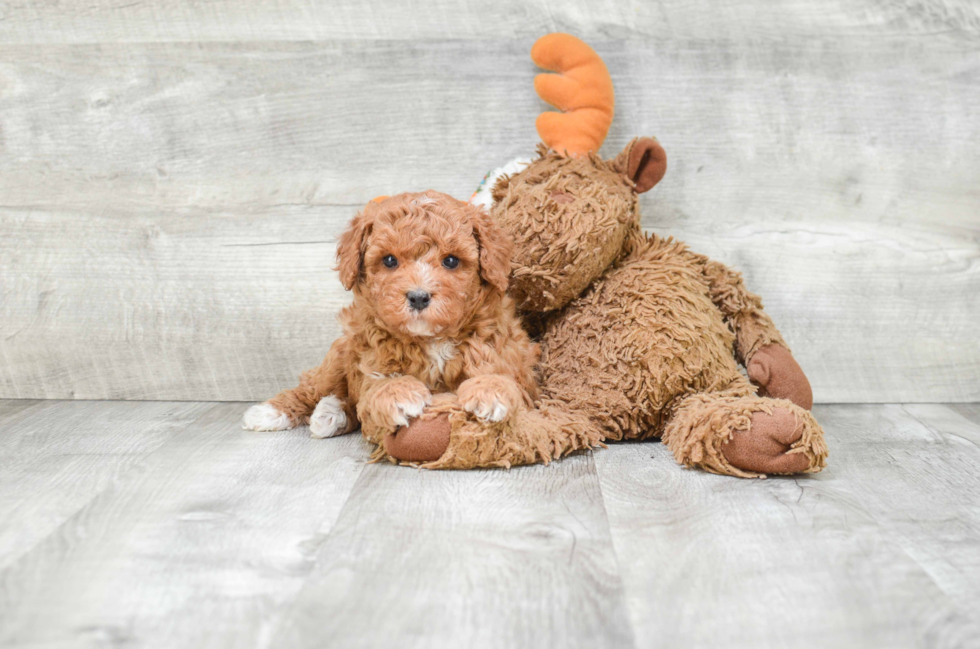 Funny Cavapoo Poodle Mix Pup