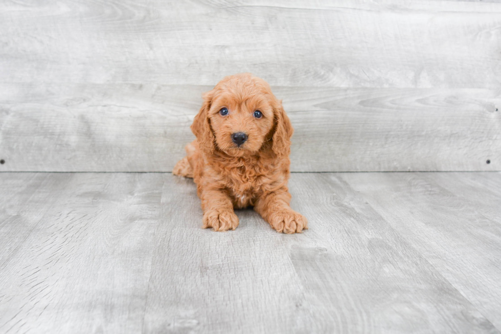 Energetic Golden Retriever Poodle Mix Puppy