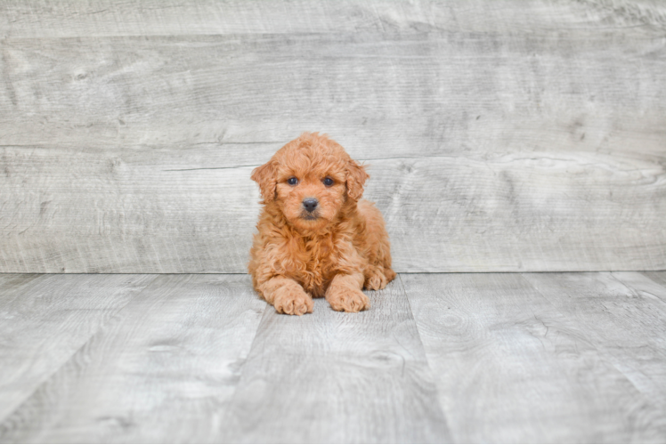 Funny Mini Goldendoodle Poodle Mix Pup