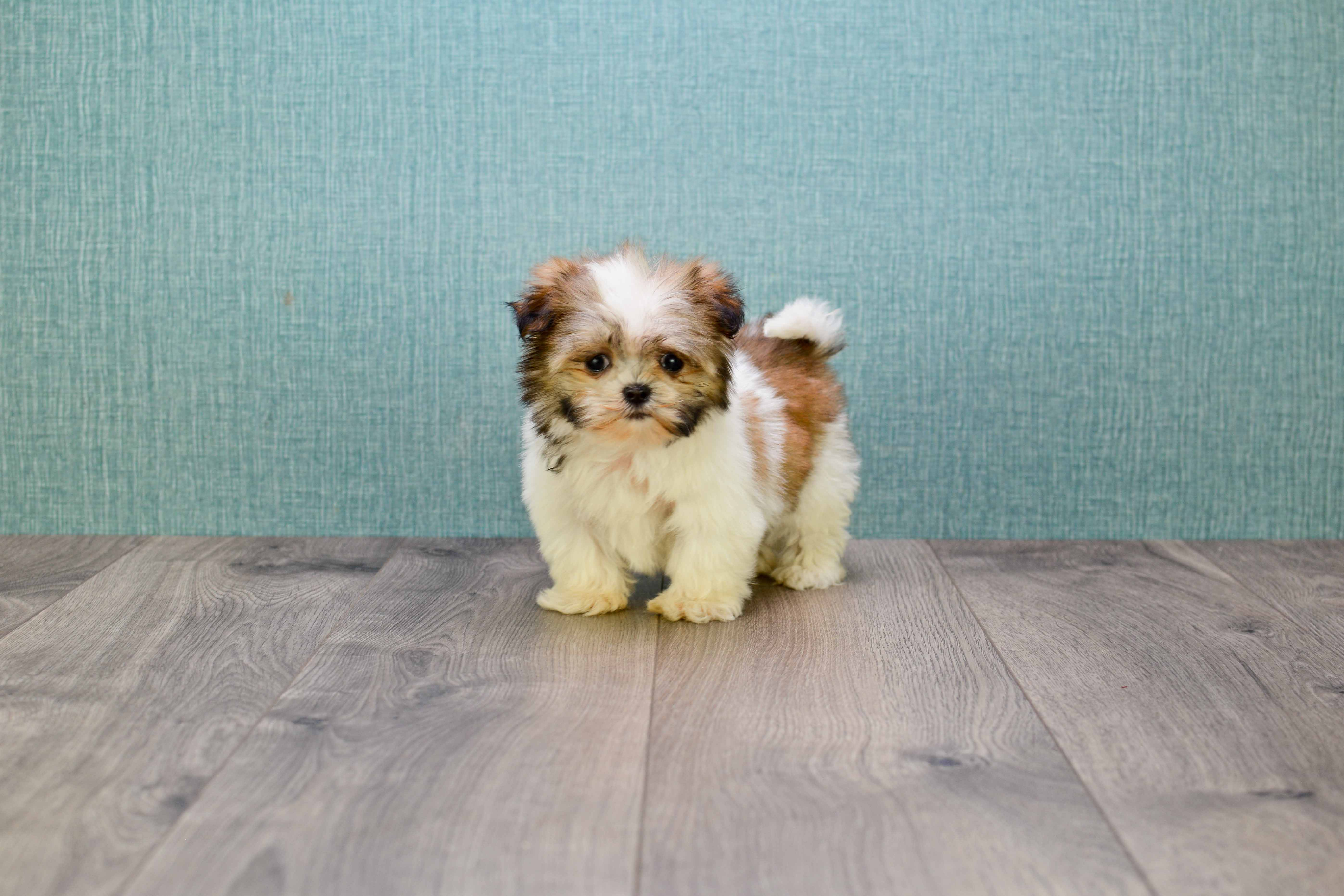 Small Teddy Bear Baby