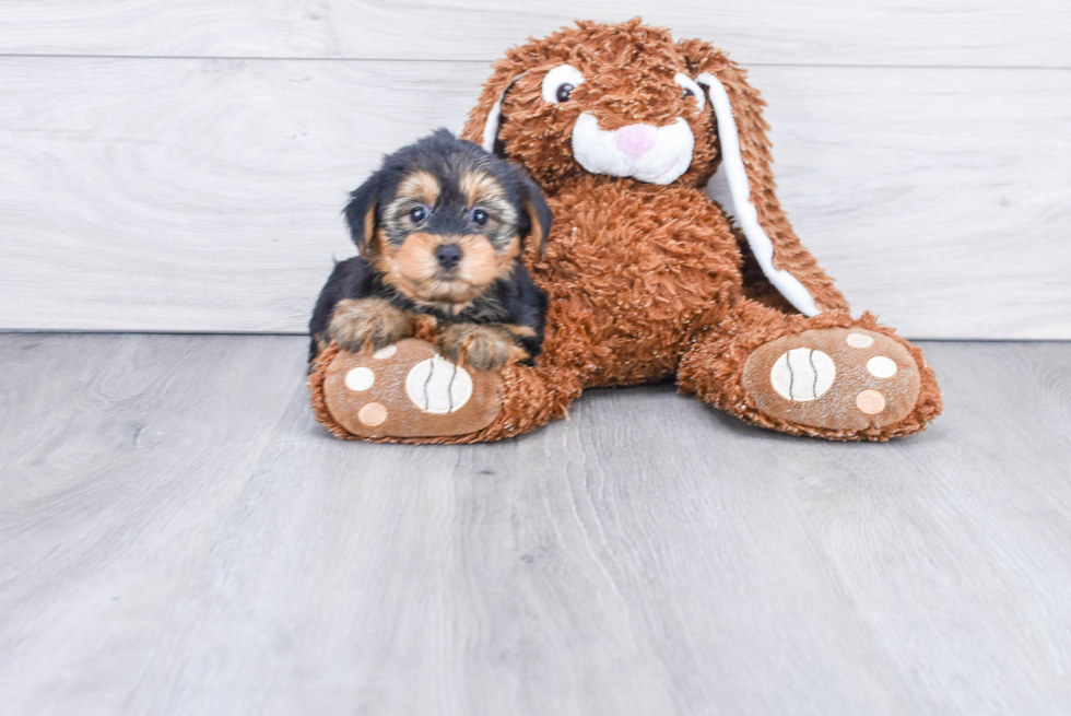 Meet Izzie - our Yorkshire Terrier Puppy Photo 