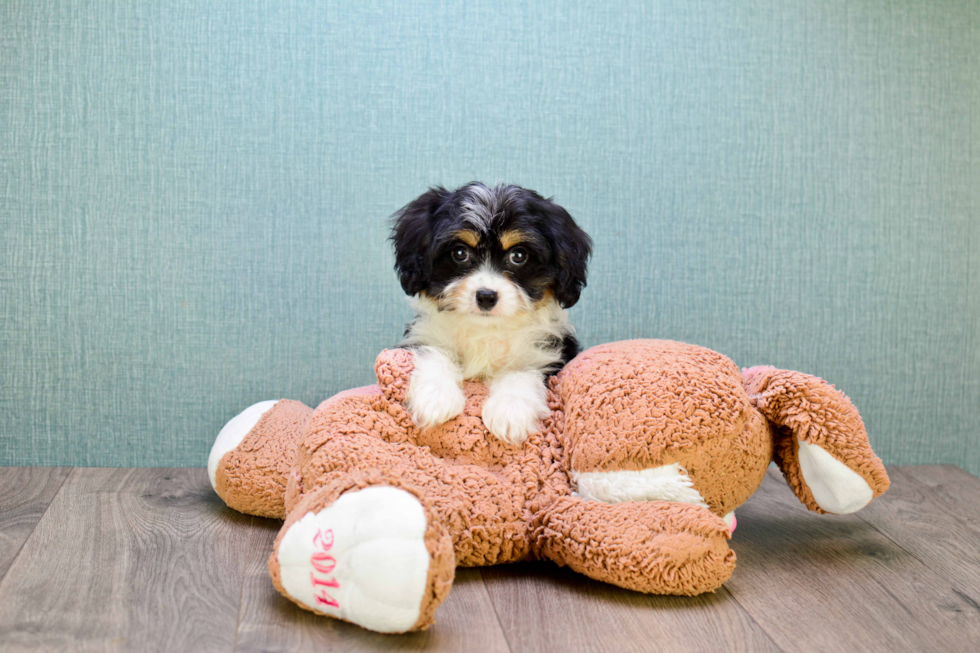 Cavachon Pup Being Cute