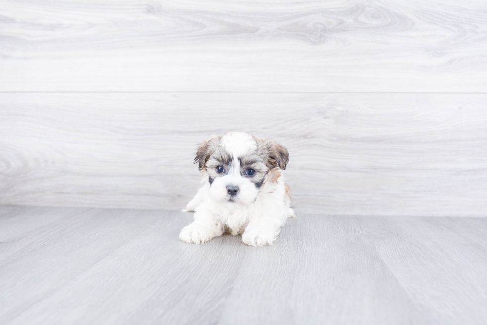 Teddy Bear Puppy for Adoption