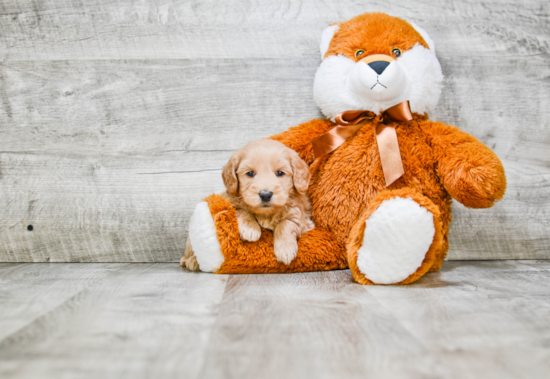 Best Mini Goldendoodle Baby