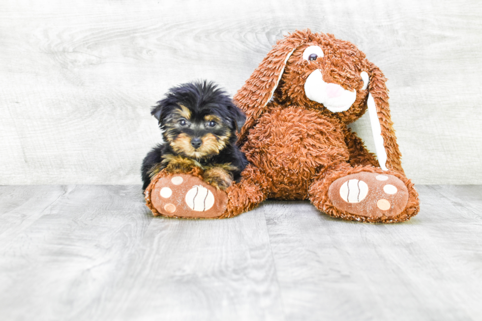 Meet Capone - our Yorkshire Terrier Puppy Photo 