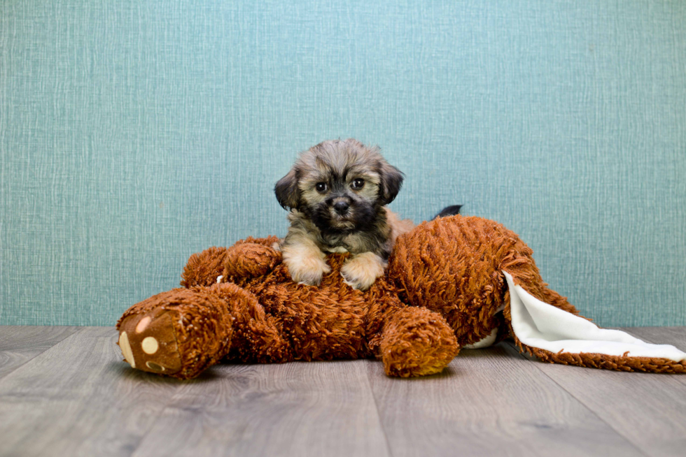 Hypoallergenic Havanese Purebred Pup