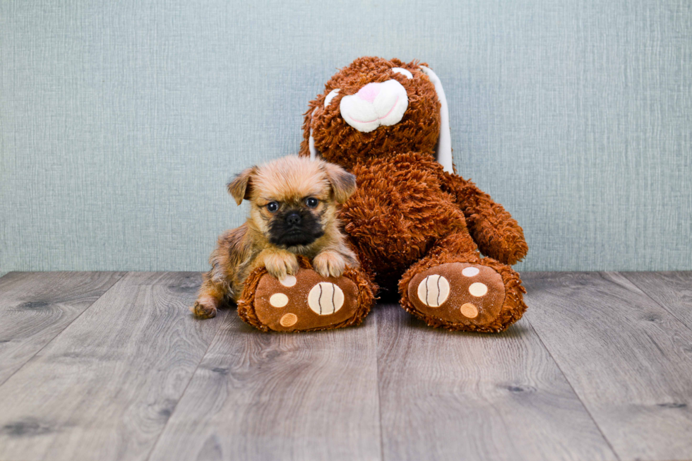 Cute Brussels Griffon Baby