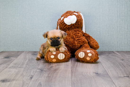 Cute Brussels Griffon Baby