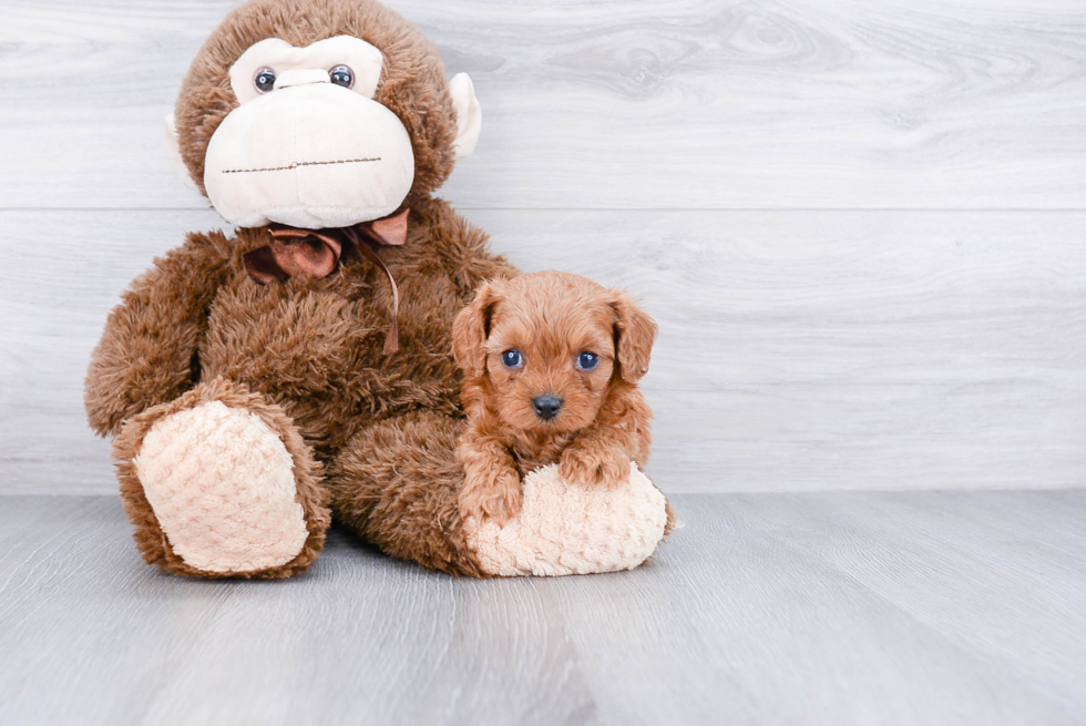 Best Cavapoo Baby