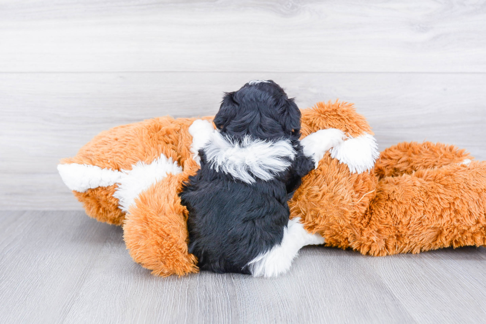 Havanese Pup Being Cute