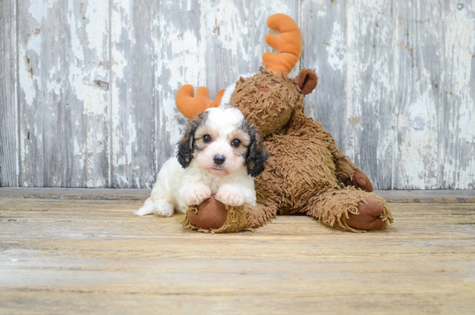 Best Cavachon Baby