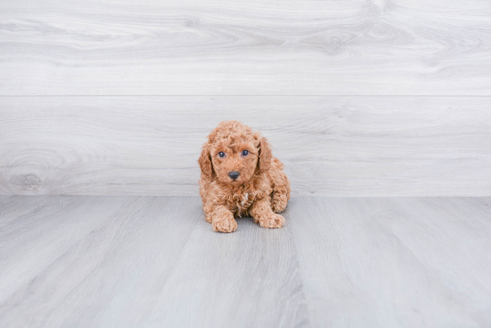 Little Poodle Purebred Pup