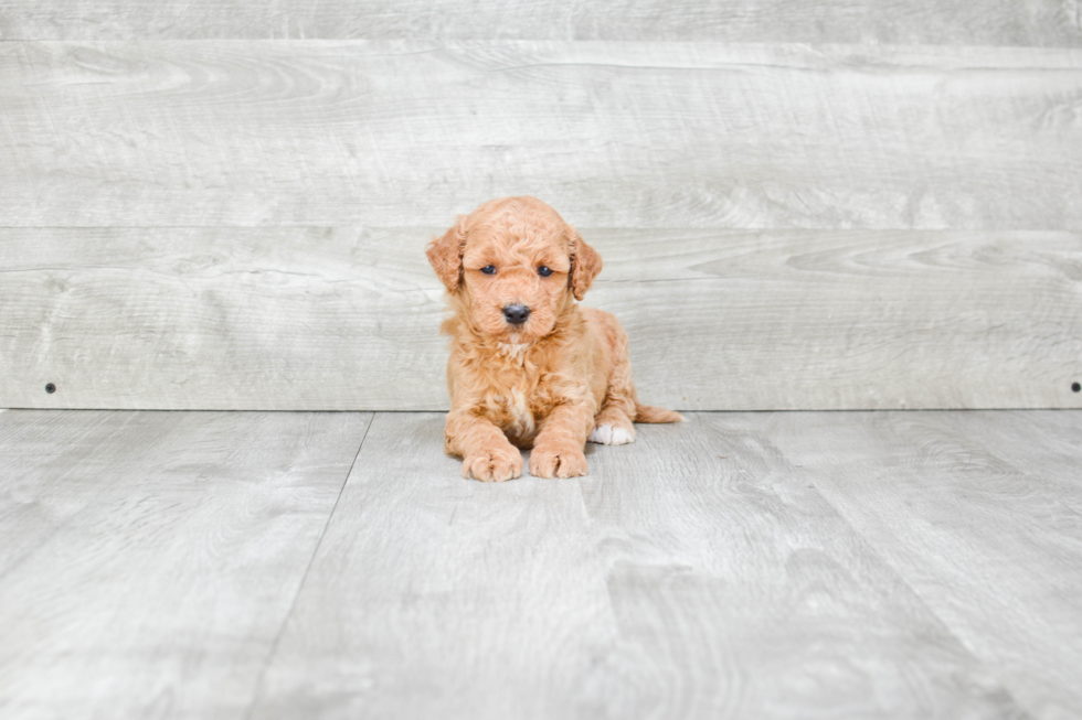 Popular Mini Goldendoodle Poodle Mix Pup