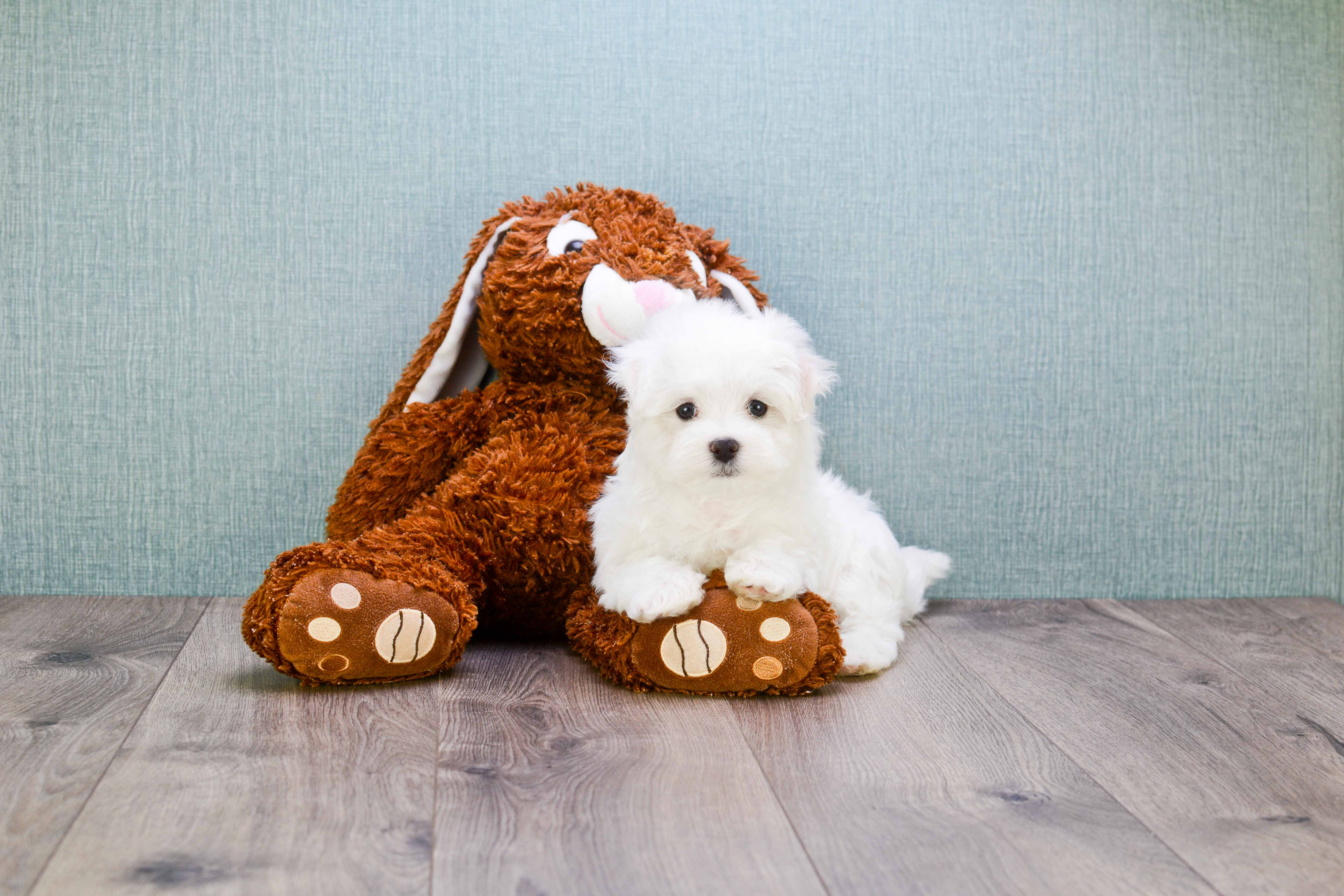 Maltese Puppy for Adoption
