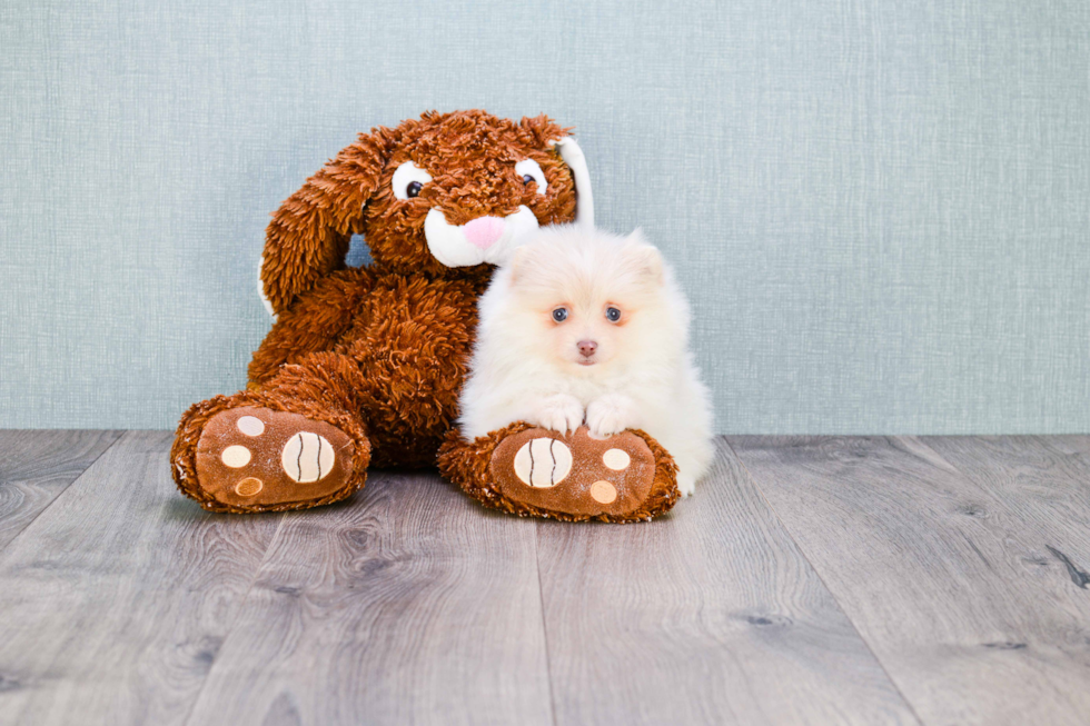 Akc Registered Pomeranian Baby