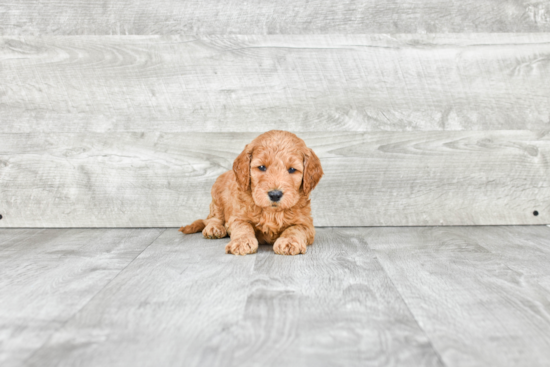 Cute Mini Goldendoodle Baby