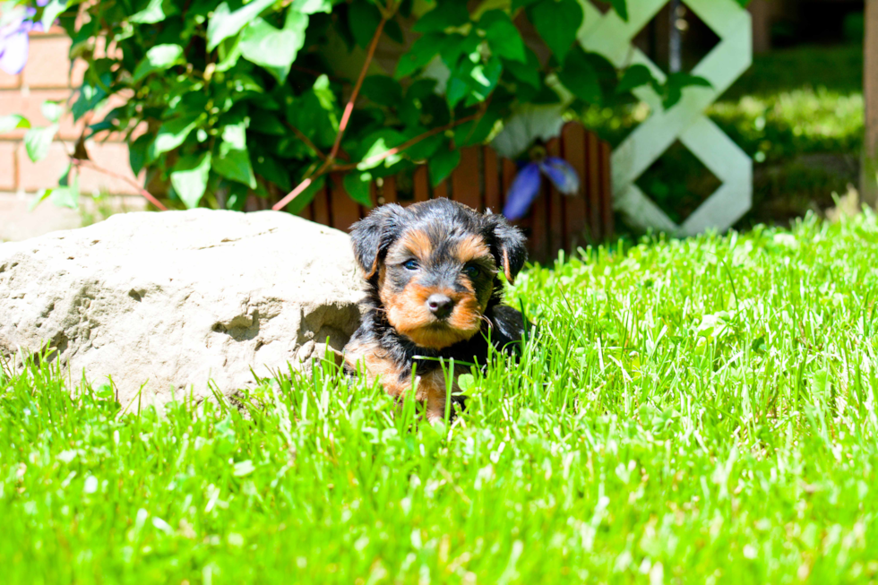 Yorkie Poo Puppy for Adoption