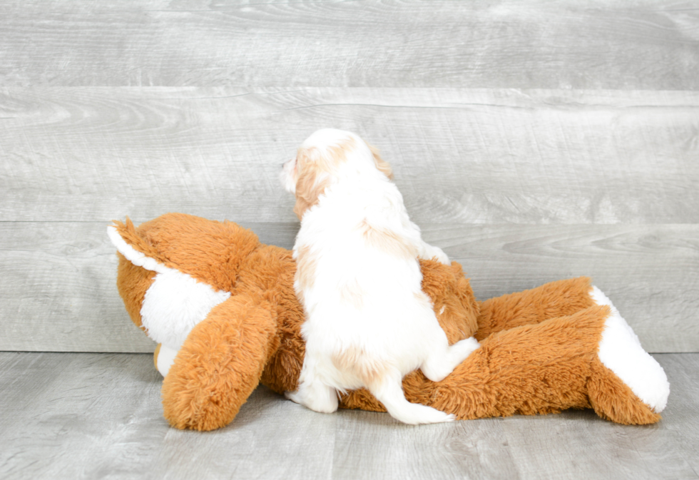 Sweet Cavapoo Baby