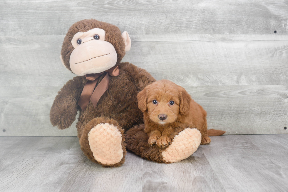 Smart Mini Goldendoodle Poodle Mix Pup