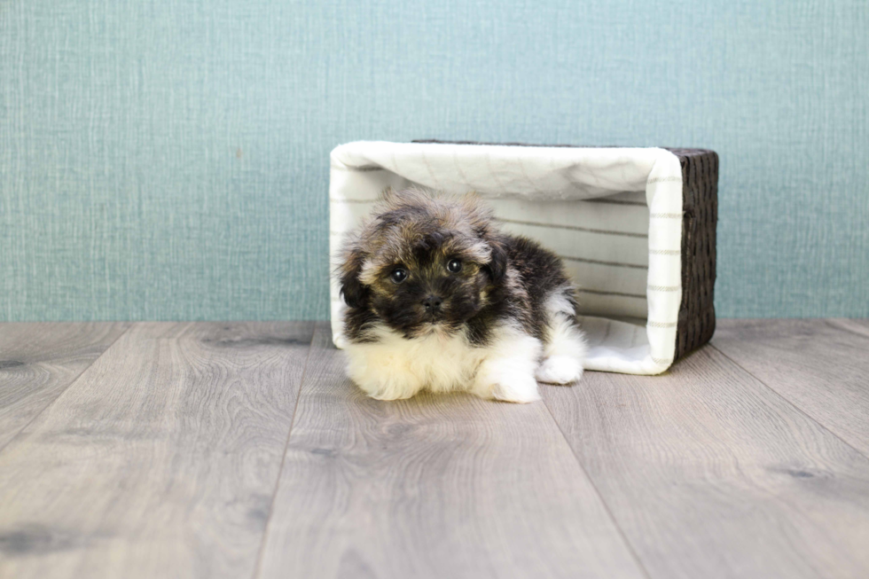 Havanese Pup Being Cute