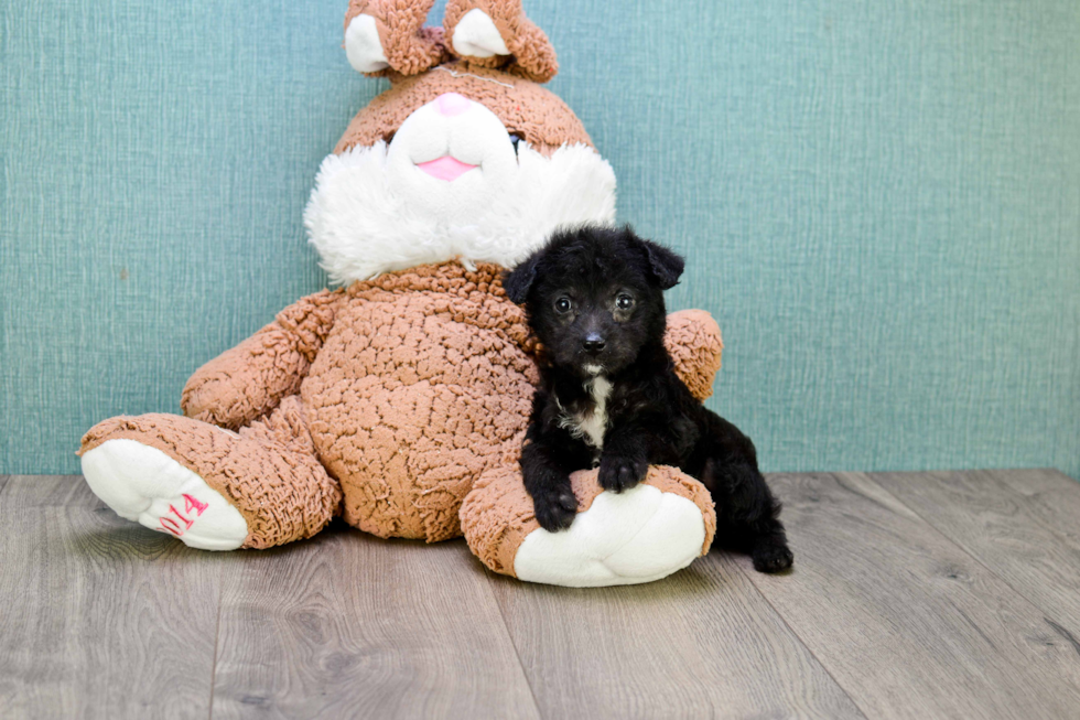 Yorkie Poo Pup Being Cute