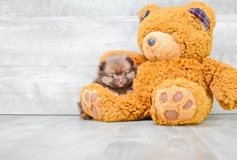 Pomeranian Pup Being Cute