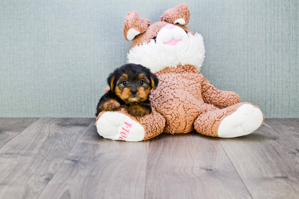 Meet Bella - our Yorkshire Terrier Puppy Photo 