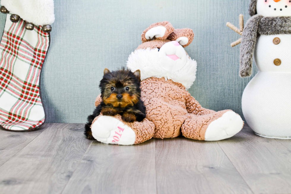 Meet Giselle - our Yorkshire Terrier Puppy Photo 