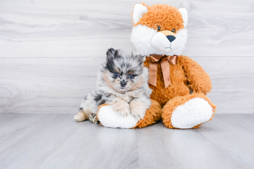 Pomeranian Puppy for Adoption