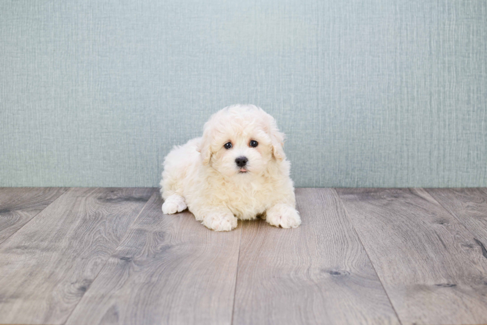 Petite Maltipoo Poodle Mix Pup