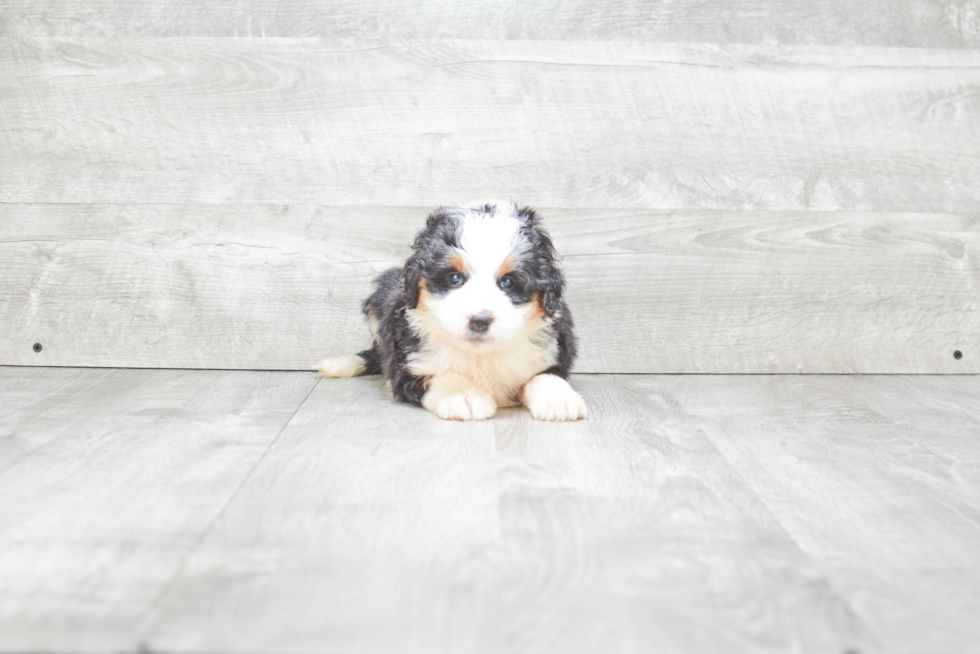 Happy Mini Bernedoodle Baby