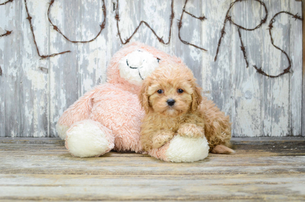 Popular Cavapoo Poodle Mix Pup