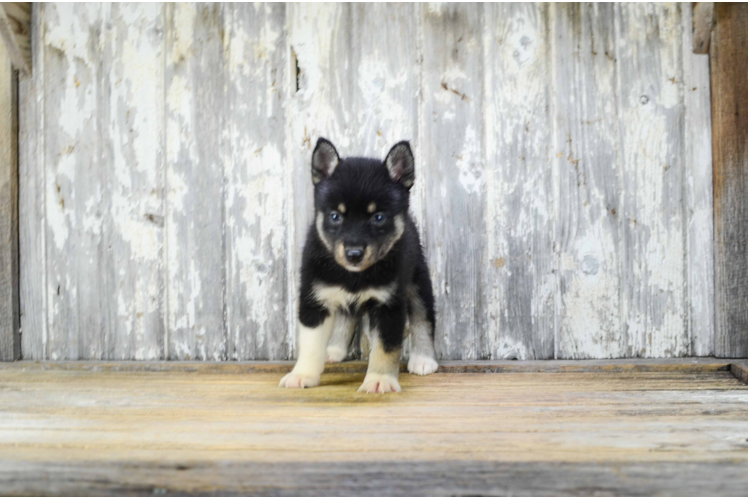 Pomsky Puppy for Adoption