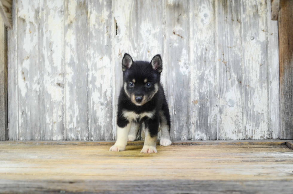 Pomsky Puppy for Adoption